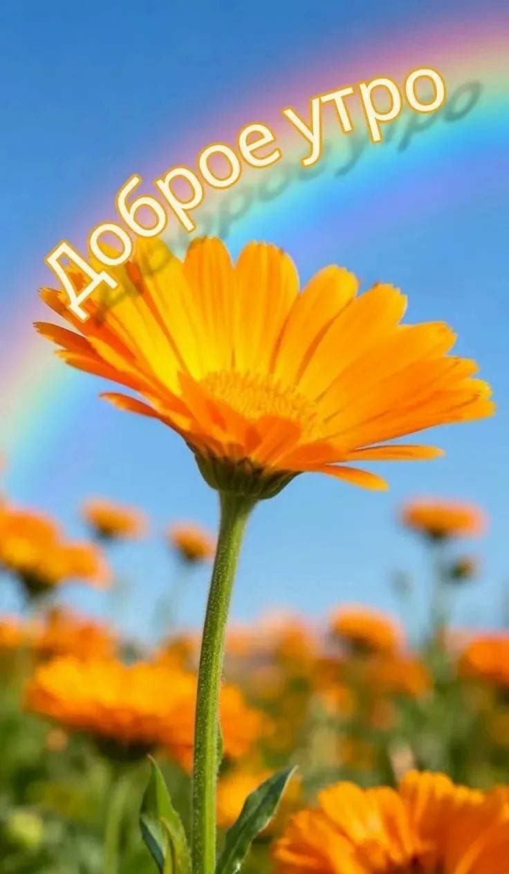 Доброе утро