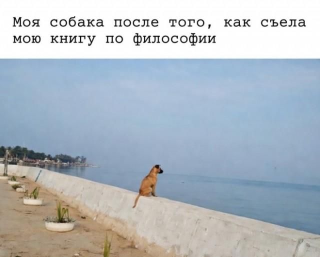 Моя собака после того, как съела мою книгу по философии