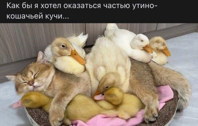Как бы я хотел оказаться частью утино-кошачьей кучи...