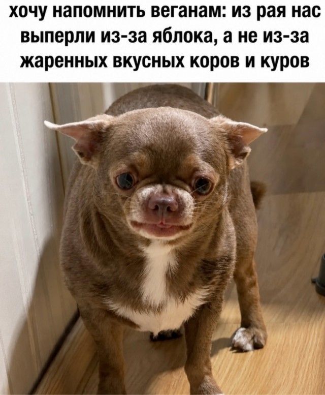 хочу напомнить веганам: из рая нас выперли из-за яблока, а не из-за жаренных вкусных коров и куров