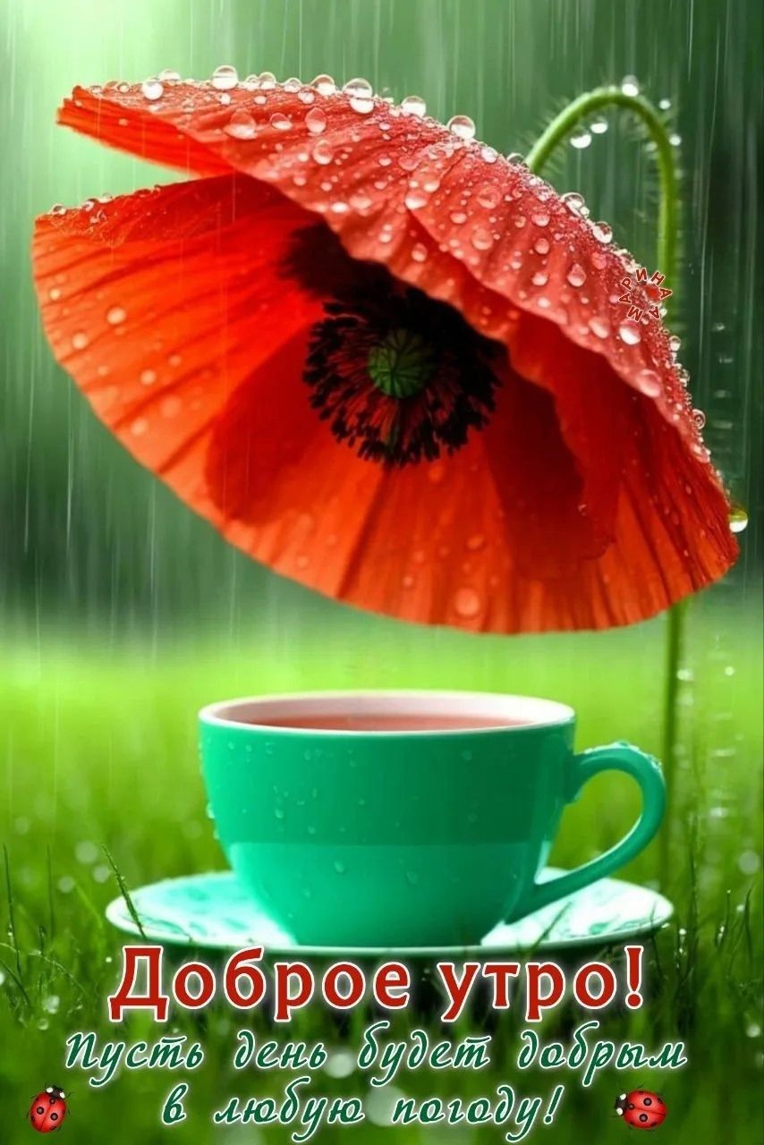 Доброе утро! Пусть день будет добрым в любую погоду!