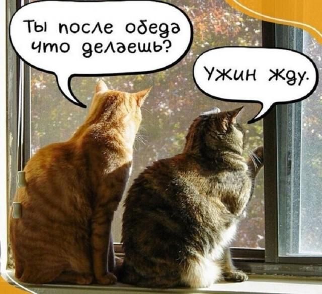 Ты после обеда что делаешь? Ужин жду.