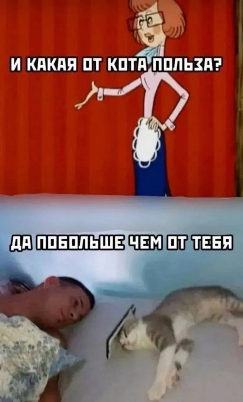 И какая от кота польза? Да побольше чем от тебя