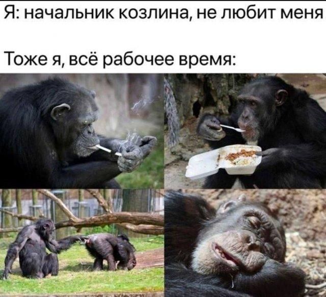 Я: начальник козлина, не любит меня. Тоже я, всё рабочее время: