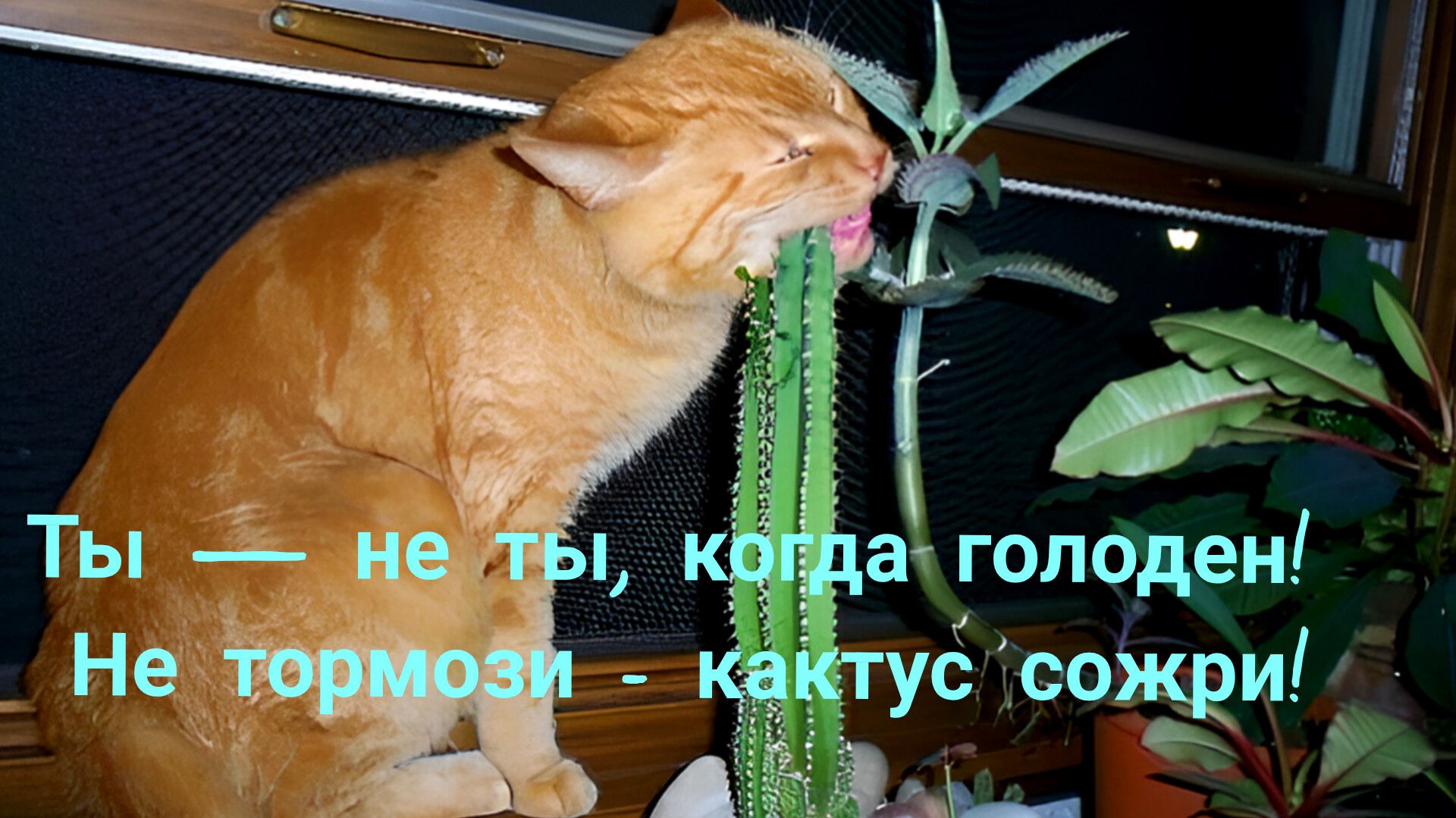 Ты — не ты, когда голоден! Не тормози — кактус сожри!
