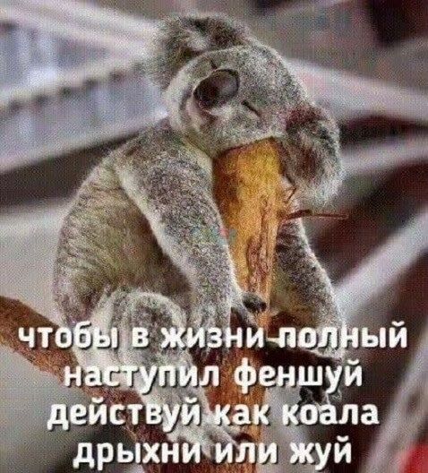 чтобы в жизни-полный наступил феншуй действуй как коала дрыхни или жуй