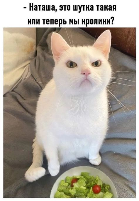 Наташа, это шутка такая или теперь мы кролики?