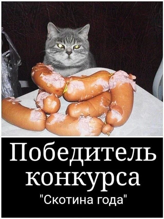 Кот смотрит на тарелку с надкусанными сосисками. Текст на изображении: Победитель конкурса 