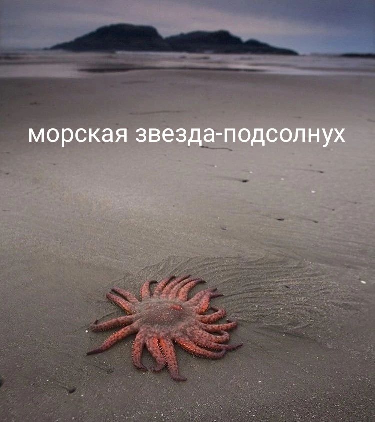 морская звезда-подсолнух