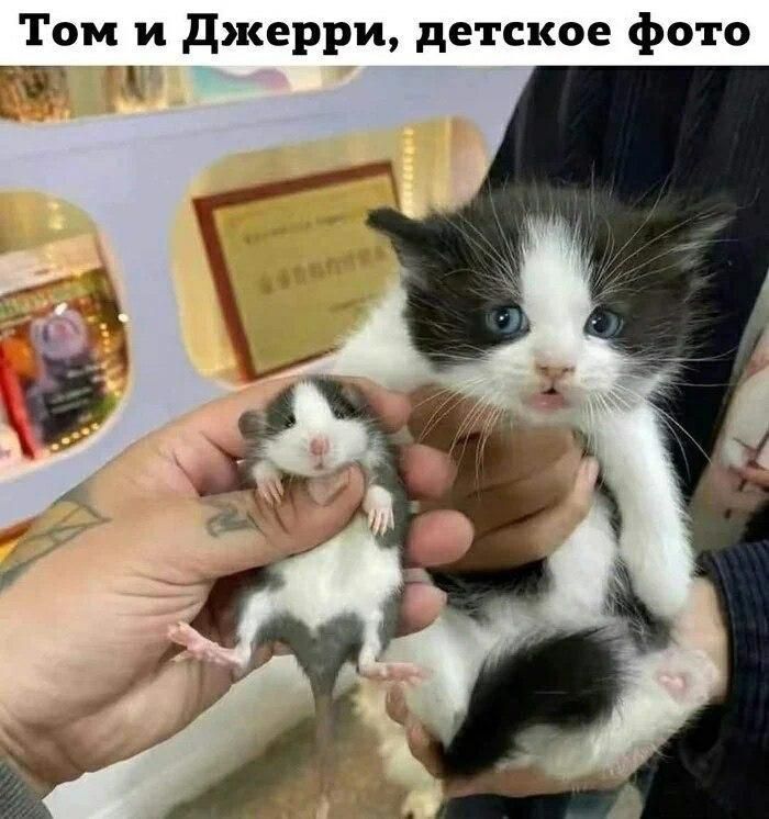Том и Джерри, детское фото