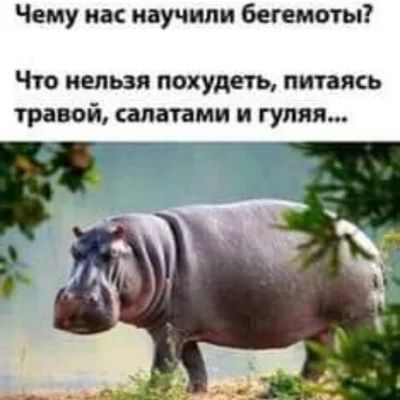 Чему нас научили бегемоты? Что нельзя похудеть, питаясь травой, салатами и гуляя...