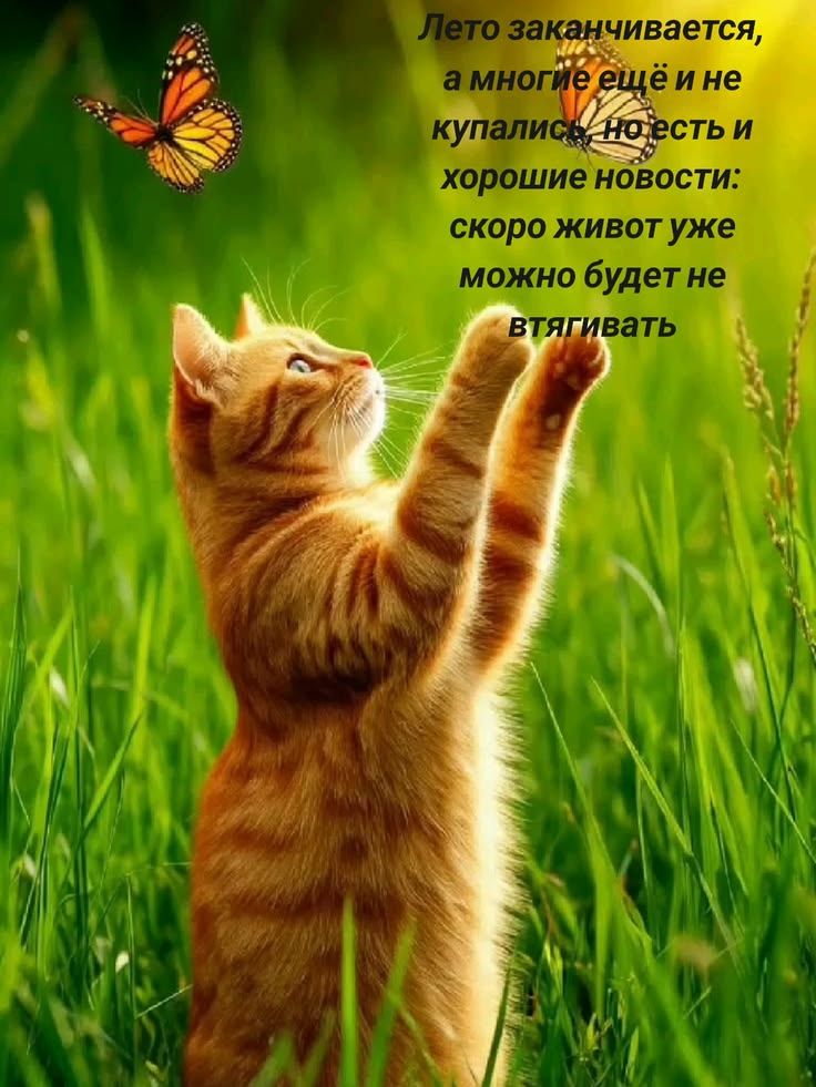 Лето заканчивается, а многие ещё и не купались, но есть и хорошие новости: скоро живот уже можно будет не втягивать