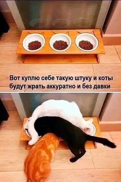 Вот куплю себе такую штуку и коты будут жрать аккуратно и без давки