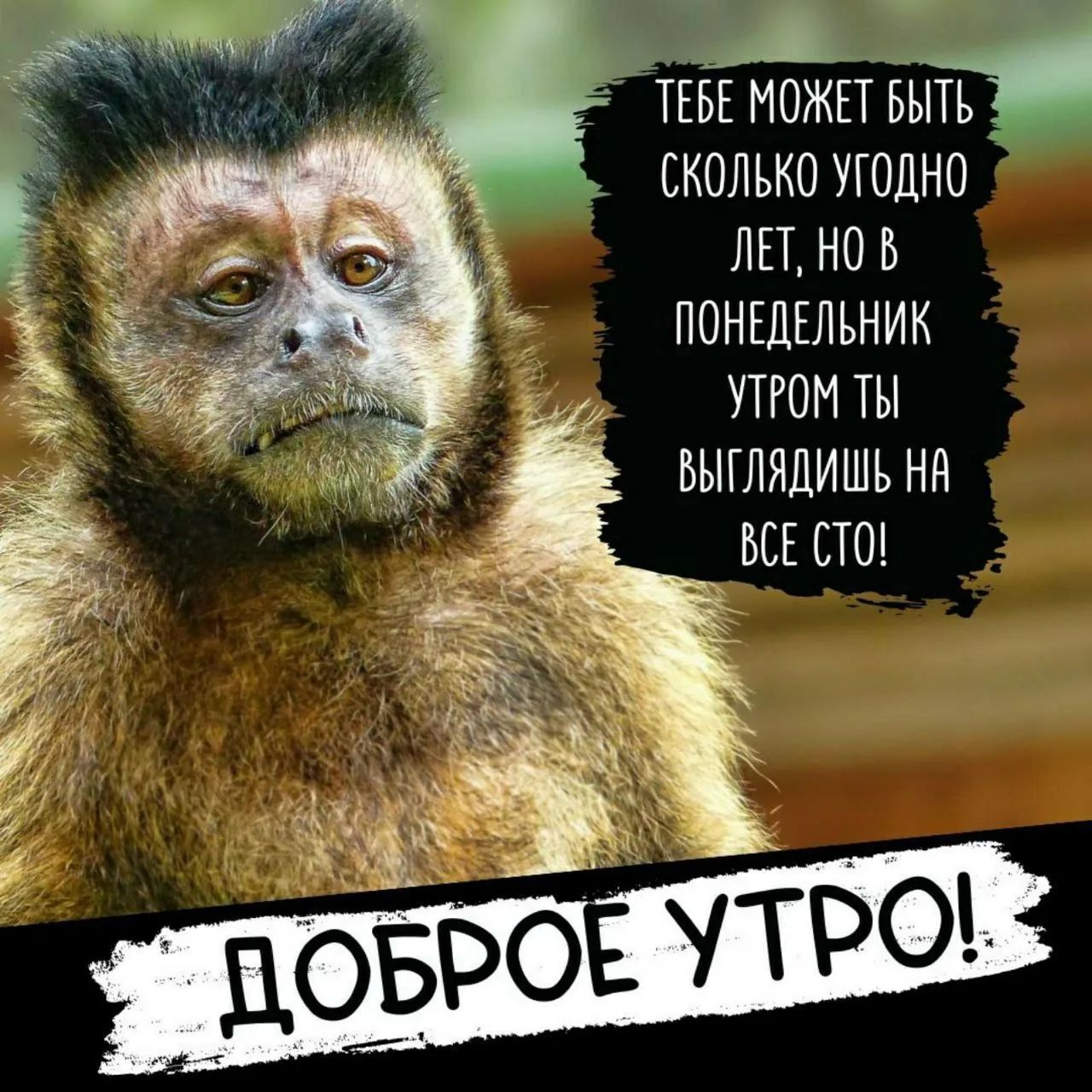 ТЕБЕ МОЖЕТ БЫТЬ СКОЛЬКО УГОДНО ЛЕТ, НО В ПОНЕДЕЛЬНИК УТРОМ ТЫ ВЫГЛЯДИШЬ НА ВСЕ СТО! ДОБРОЕ УТРО!