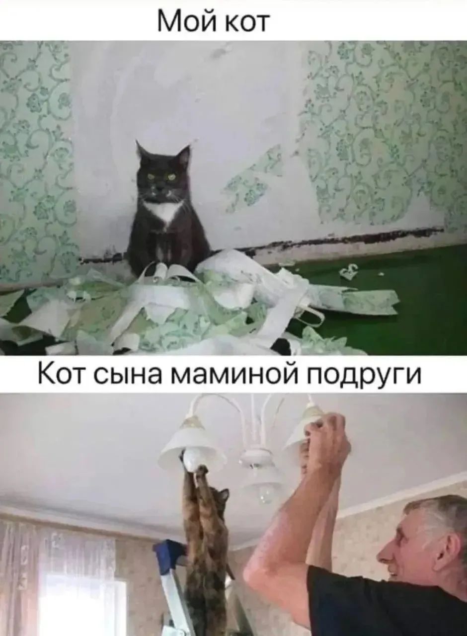 Мой кот. Кот сына маминой подруги.