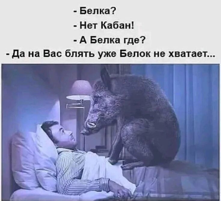 - Белка? - Нет Кабан! - А Белка где? - Да на Вас блять уже Белок не хватает...