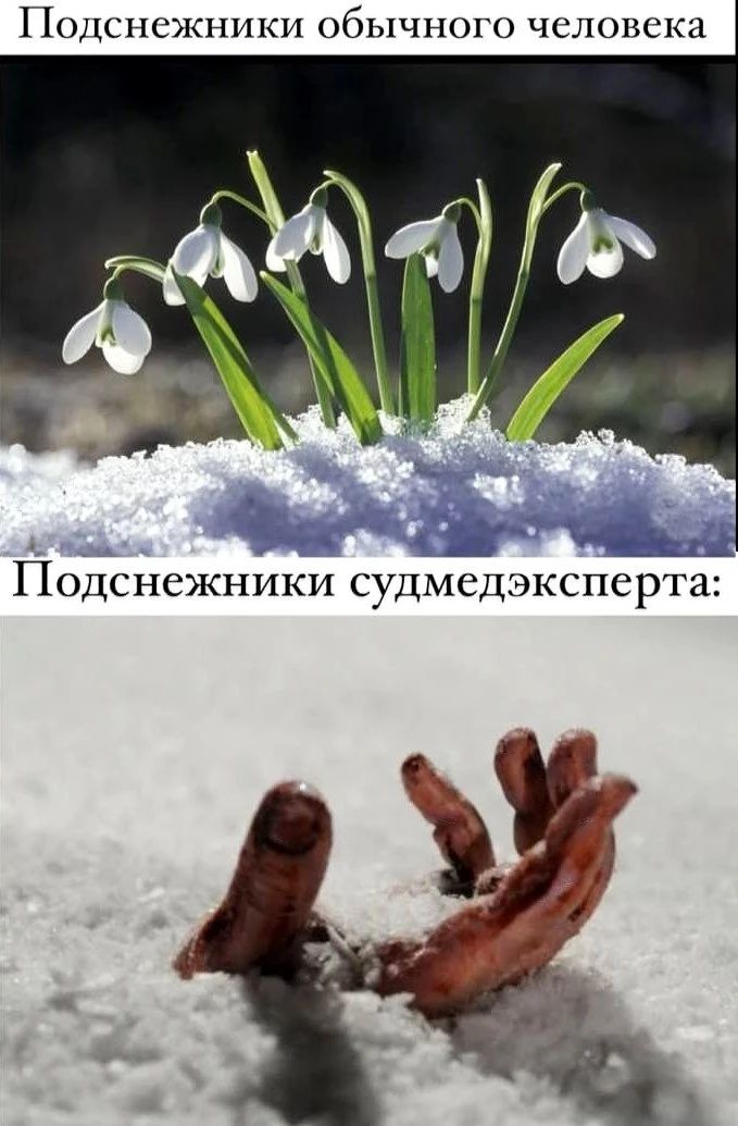 Подснежники обычного человека Подснежники судмедэксперта: