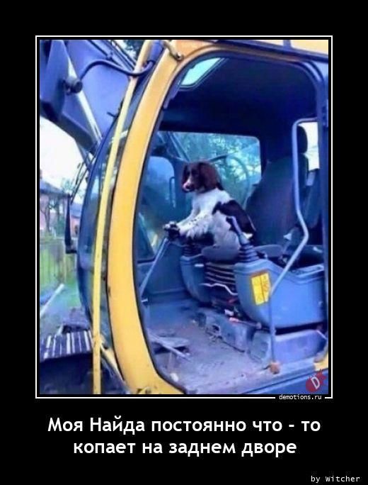 Моя Найда постоянно что-то копает на заднем дворе