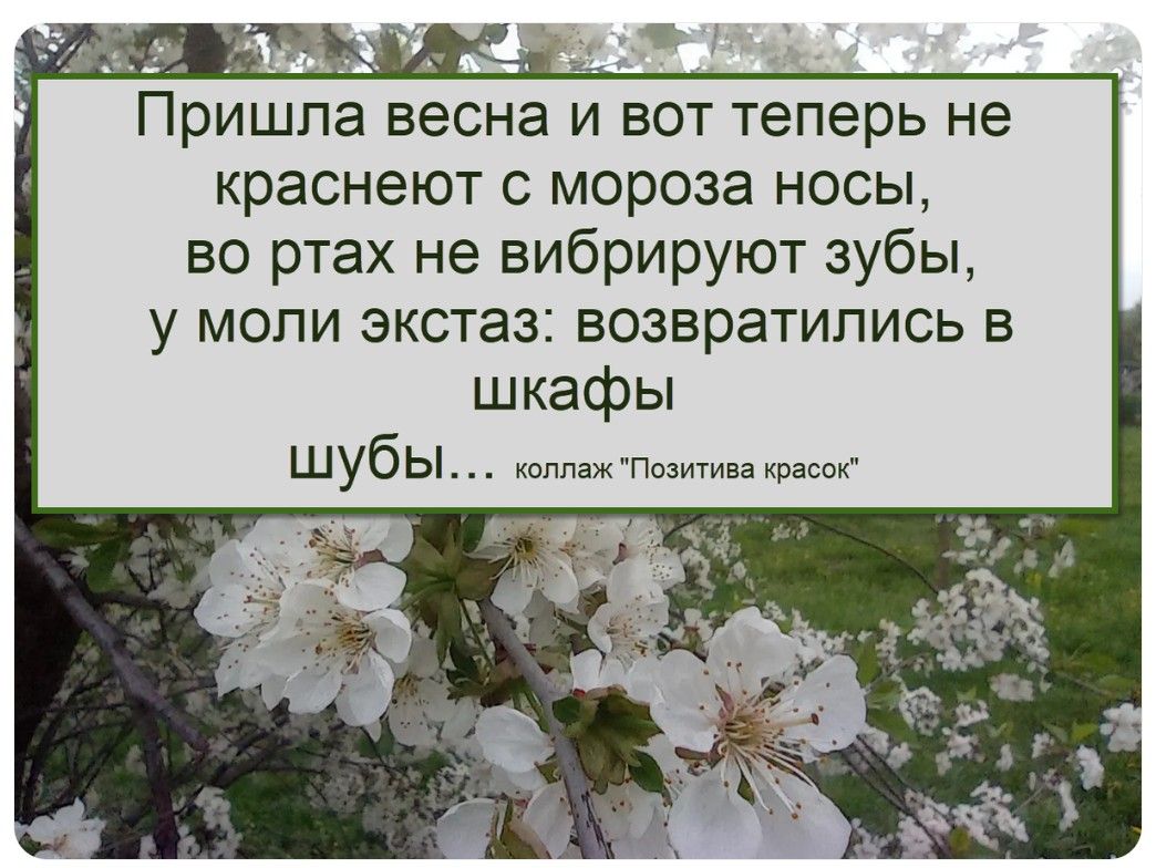 Пришла весна и вот теперь не краснеют с мороза носы, во ртах не вибрируют зубы, у моли экстаз: возвратились в шкафы шубы... коллаж 