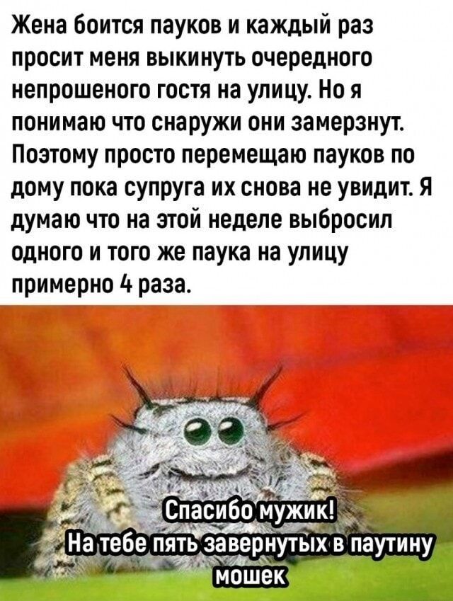 Жена боится пауков и каждый раз просит меня выкинуть очередного непрошеного гостя на улицу. Но я понимаю что снаружи они замерзнут. Поэтому просто перемещаю пауков по дому пока супруга их снова не увидит. Я думаю что на этой неделе выбросил одного и того же паука на улицу примерно 4 раза. Спасибо мужик! На тебе пять завернутых в паутину мошек