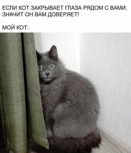 ЕСЛИ КОТ ЗАКРЫВАЕТ ГЛАЗА РЯДОМ С ВАМИ, ЗНАЧИТ ОН ВАМ ДОВЕРЯЕТ! МОЙ КОТ: