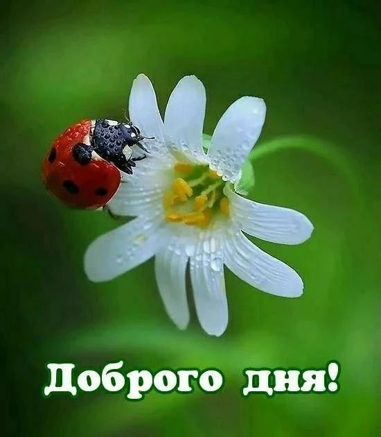 Доброго дня!