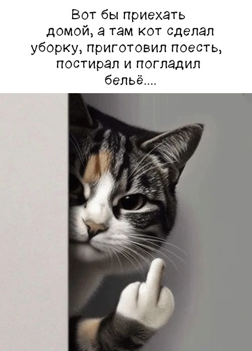 Вот бы приехать домой, а там кот сделал уборку, приготовил поесть, постирал и погладил бельё....