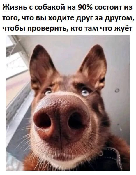 Жизнь с собакой на 90% состоит из того, что вы ходите друг за другом, чтобы проверить, кто там что жуёт