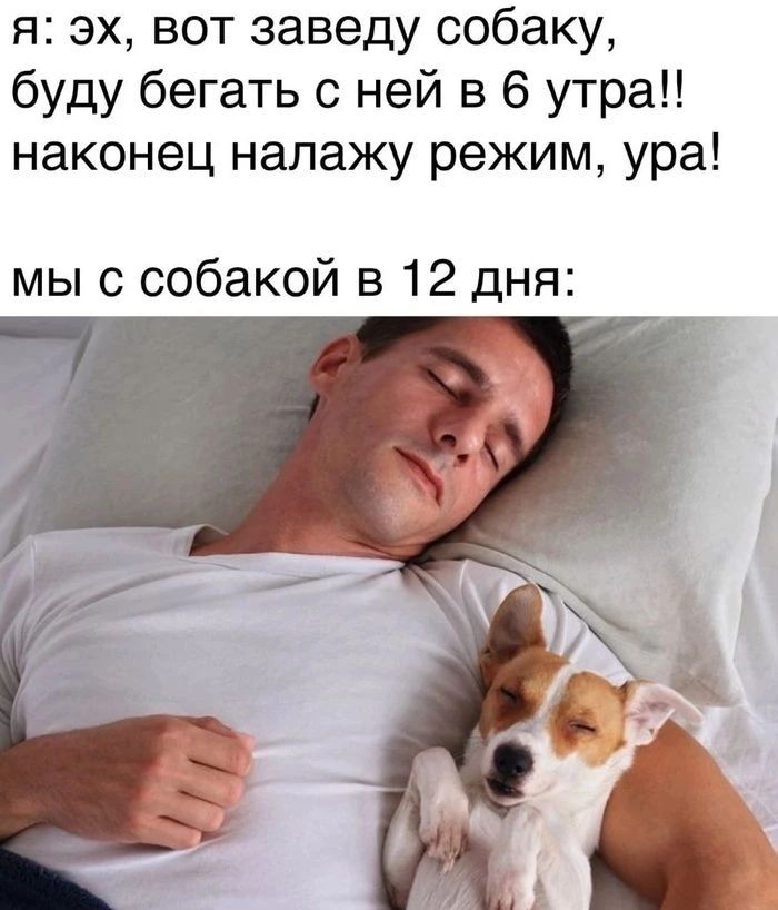 я: эх, вот заведу собаку, буду бегать с ней в 6 утра!! наконец налажу режим, ура! мы с собакой в 12 дня: