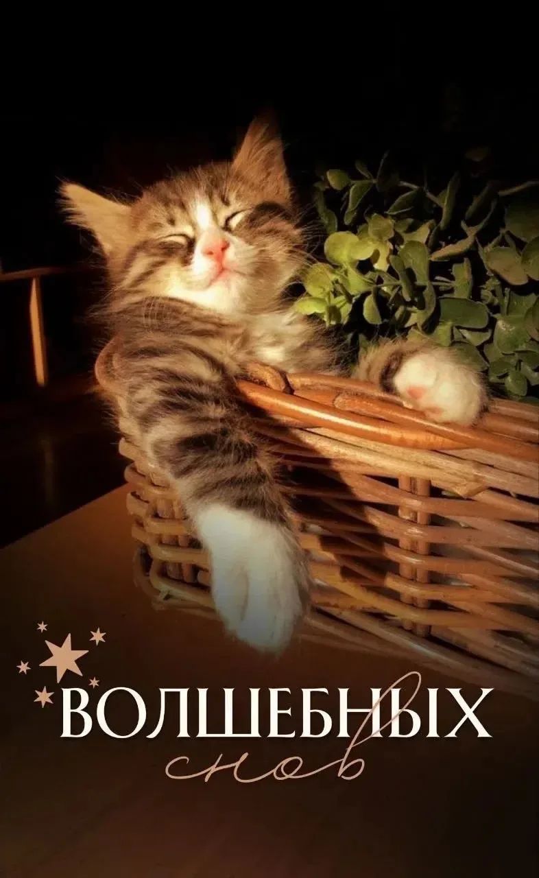 ВОЛШЕБНЫХ снов