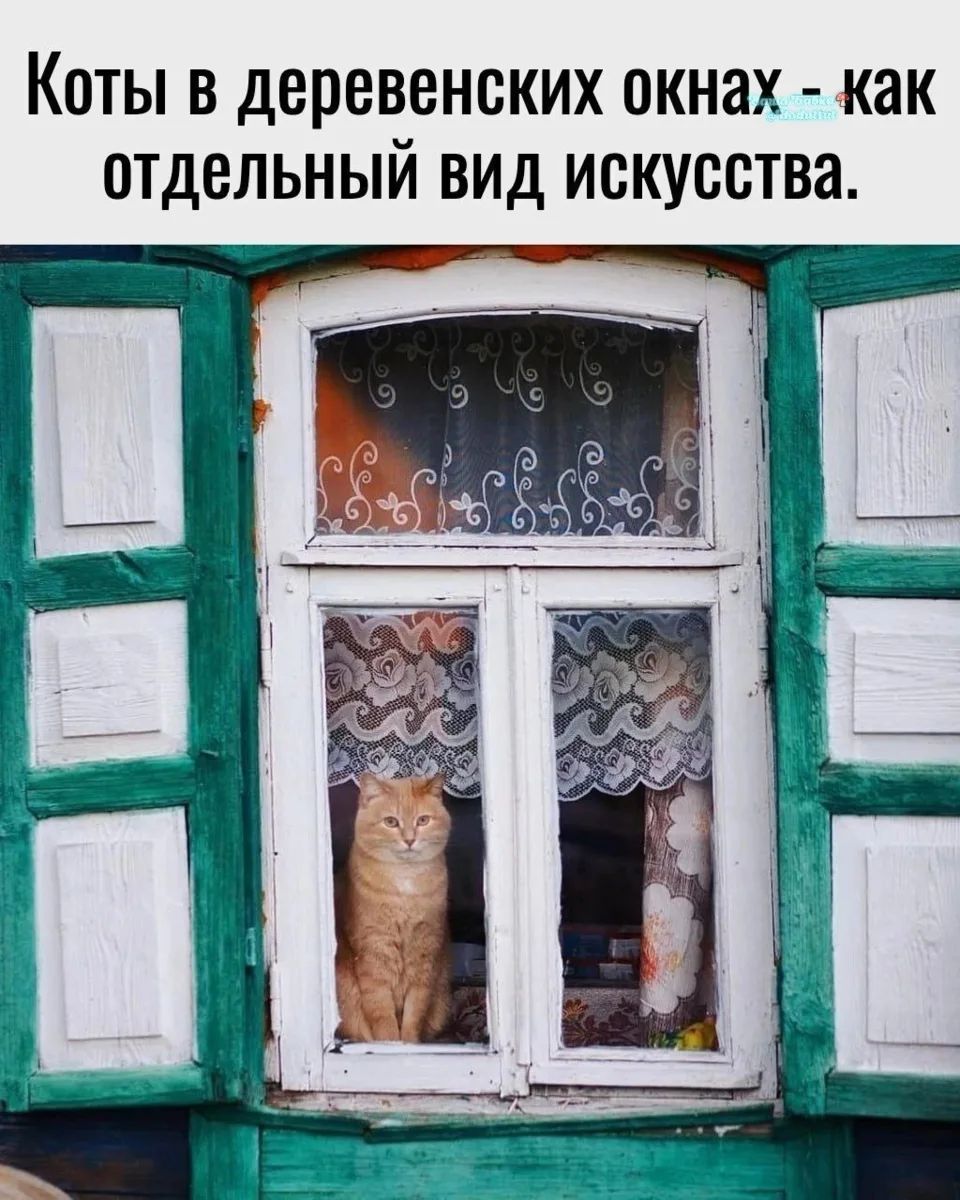 Коты в деревенских окнах - как отдельный вид искусства.