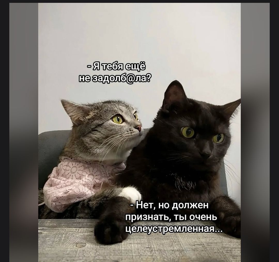 Я тебя ещё не задолб@ла? - Нет, но должен признать, ты очень целеустремленная...