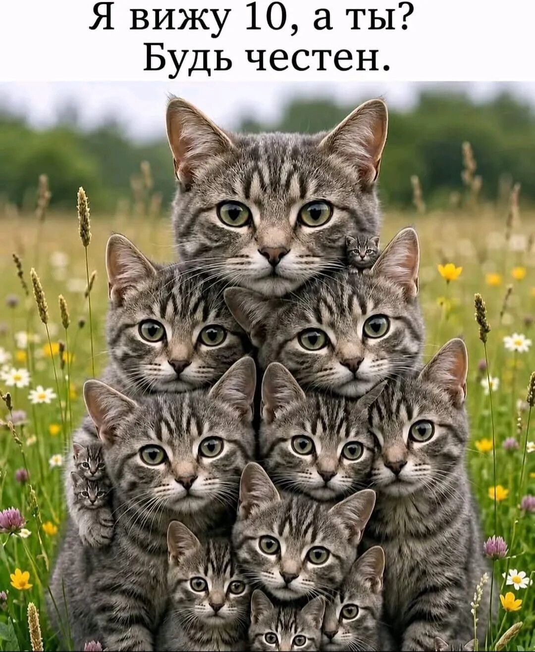 Я вижу 10, а ты? Будь честен.