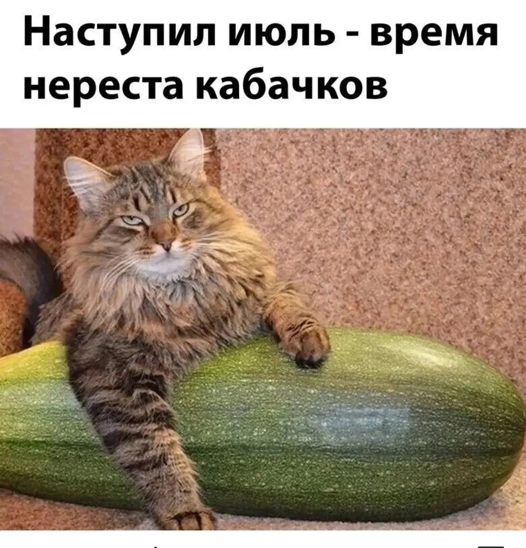 Наступил июль - время нереста кабачков
