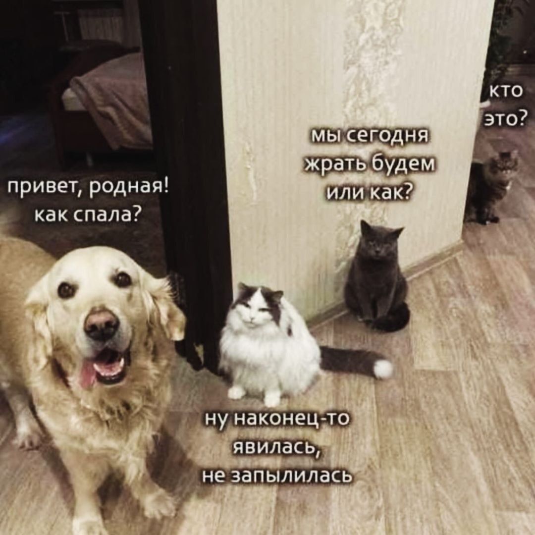 привет, родная! как спала? мы сегодня жрать будем или как? ну наконец-то явилась, не запылилась КТО это?