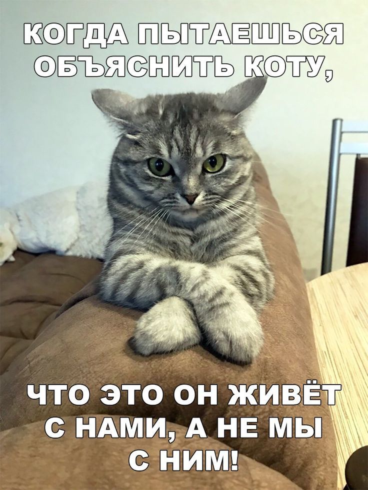 КОГДА ПЫТАЕШЬСЯ ОБЪЯСНИТЬ КОТУ, ЧТО ЭТО ОН ЖИВЁТ С НАМИ, А НЕ МЫ С НИМ!