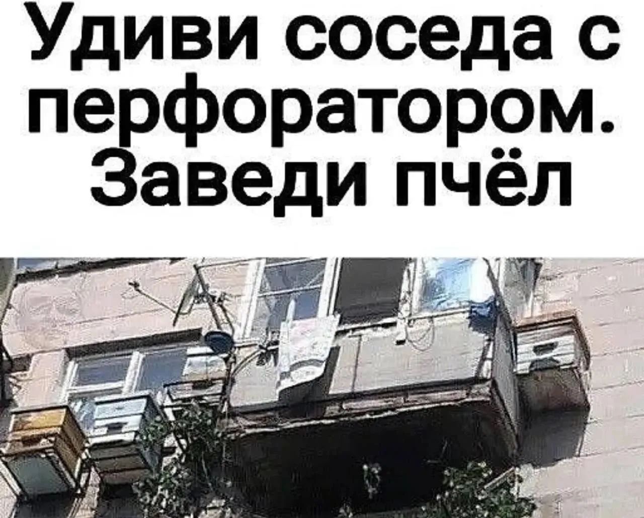 Удиви соседа с перфоратором. Заведи пчёл