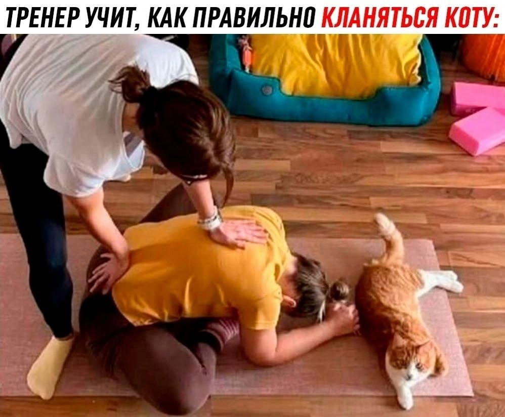 ТРЕНЕР УЧИТ, КАК ПРАВИЛЬНО КЛЯНЯТЬСЯ КОТУ: На изображении две женщины занимаются йогой или растяжкой на коврике. Одна женщина находится в позе, похожей на поклон, а другая помогает ей. Рядом с ними лежит рыжий кот.