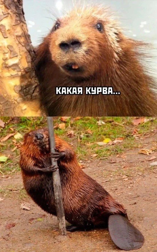 КАКАЯ КУРВА...