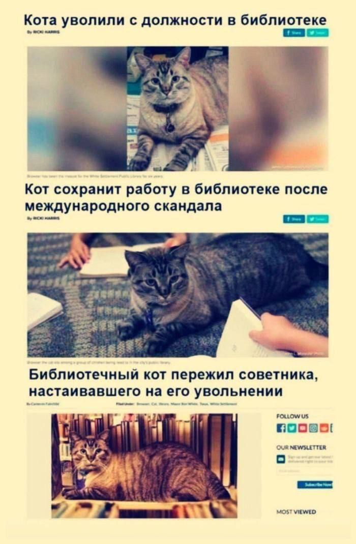 Кота уволили с должности в библиотеке. Кот сохранит работу в библиотеке после международного скандала. Библиотечный кот пережил советника, настаивавшего на его увольнении