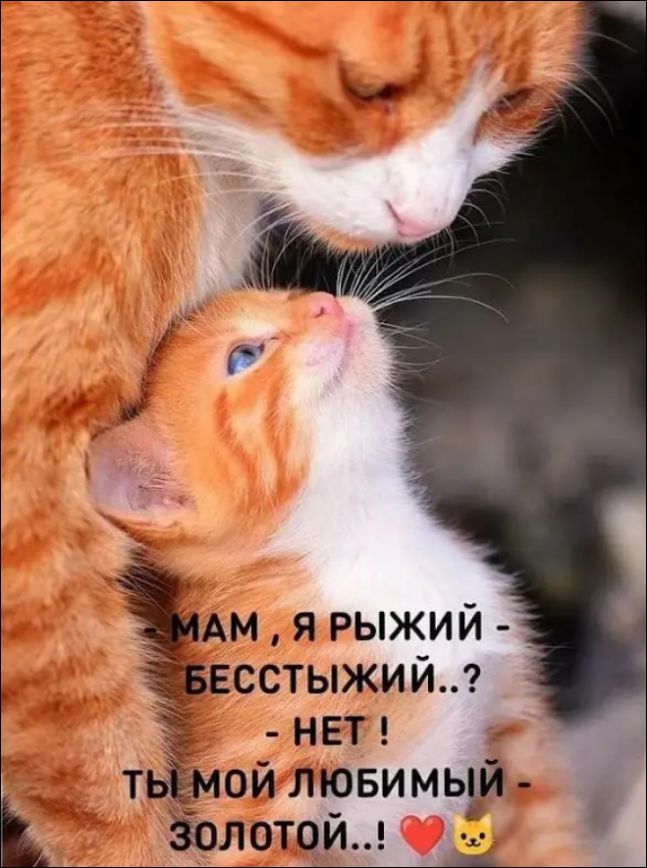 - МАМ, Я РЫЖИЙ - БЕССТЫЖИЙ..? - НЕТ ! ТЫ МОЙ ЛЮБИМЫЙ - ЗОЛОТОЙ..! ❤️🐱
