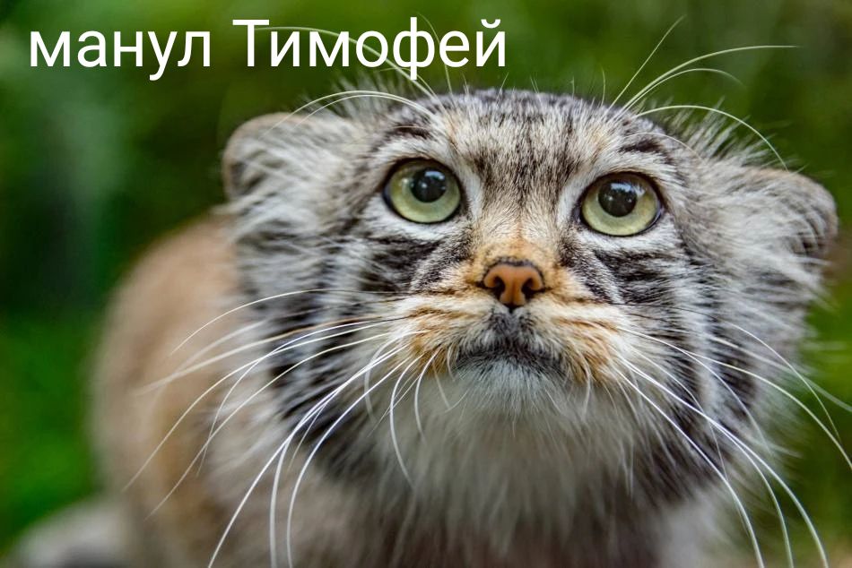 манул Тимофей