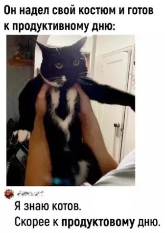 Он надел свой костюм и готов к продуктивному дню: Я знаю котов. Скорее к продуктовому дню.