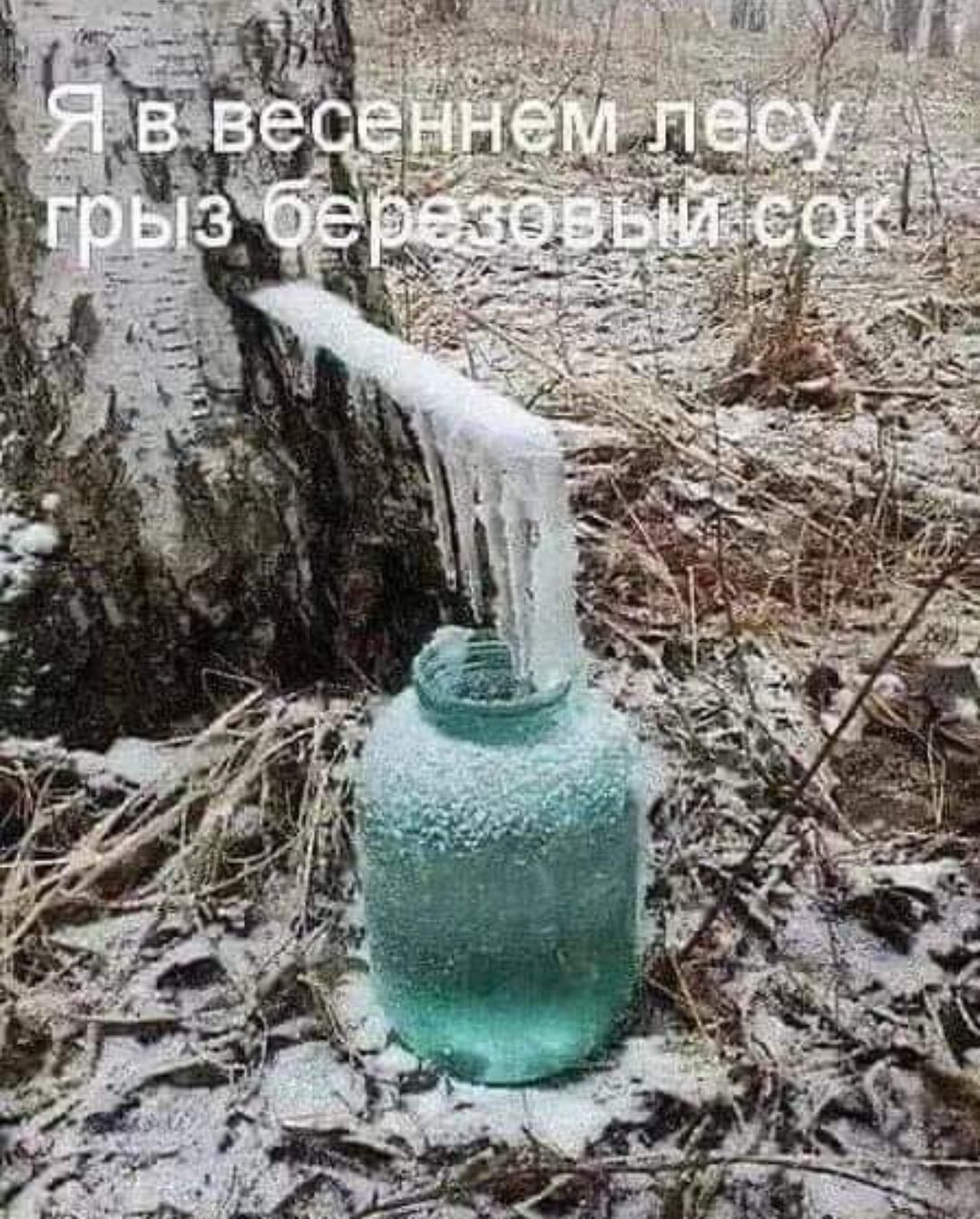 Я в весеннем лесу грыз березовый сок!
