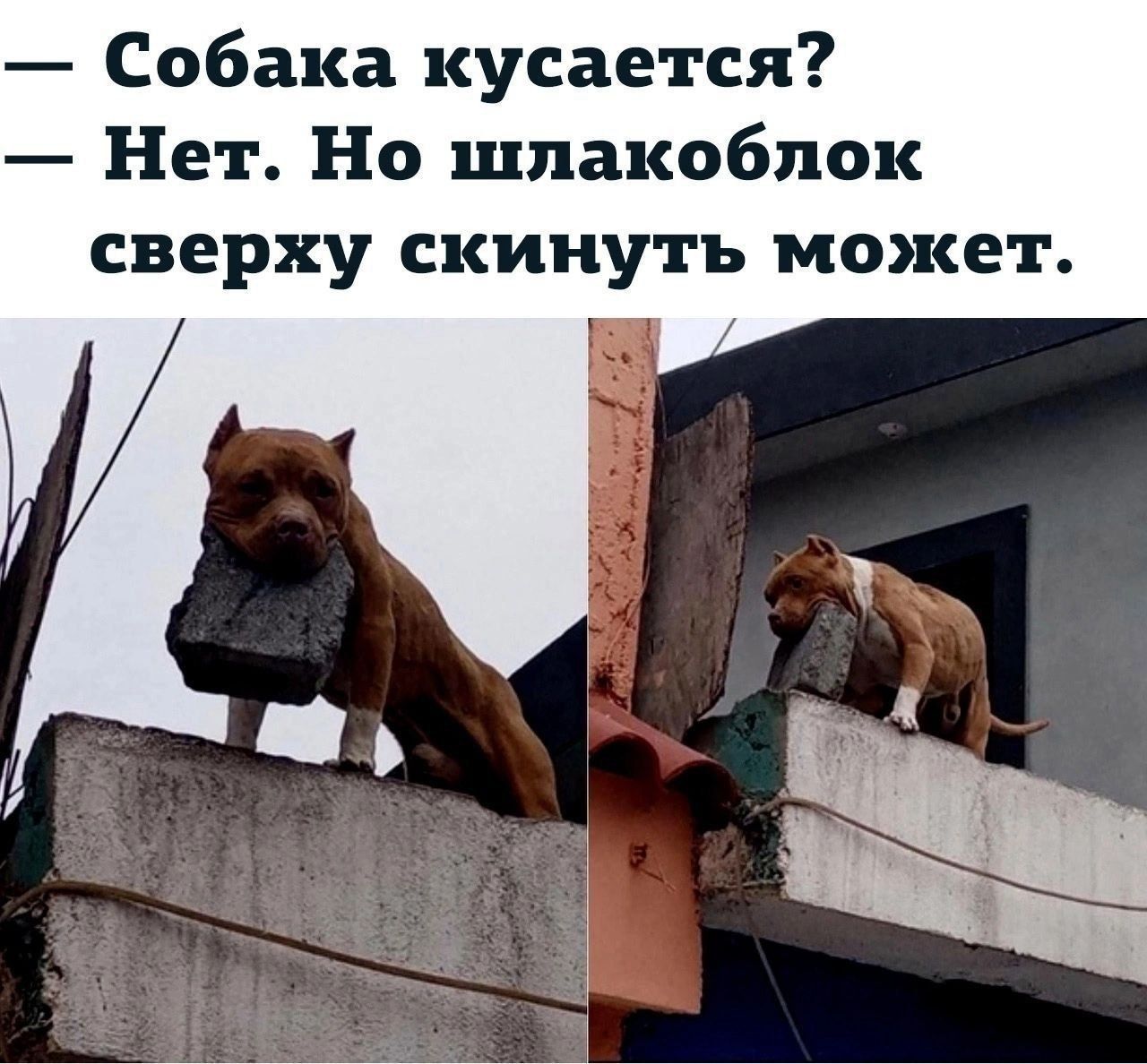Собака кусается? Нет. Но шлакоблок сверху скинуть может.
