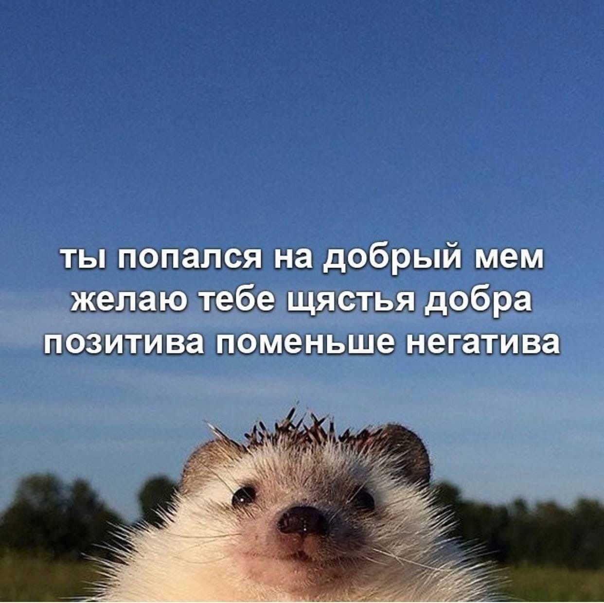 ты попался на добрый мем желаю тебе щястья добра позитива поменьше негатива