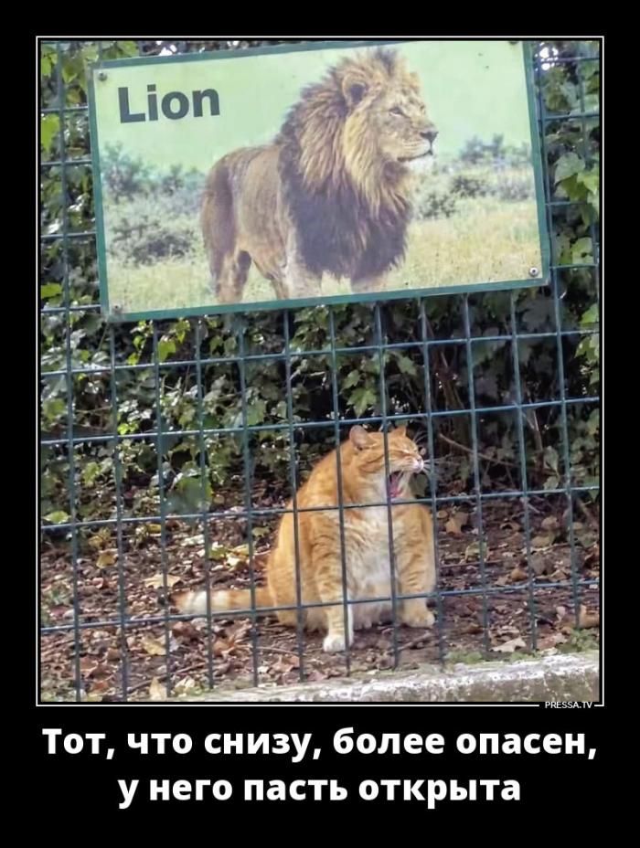 Lion Тот, что снизу, более опасен, у него пасть открыта