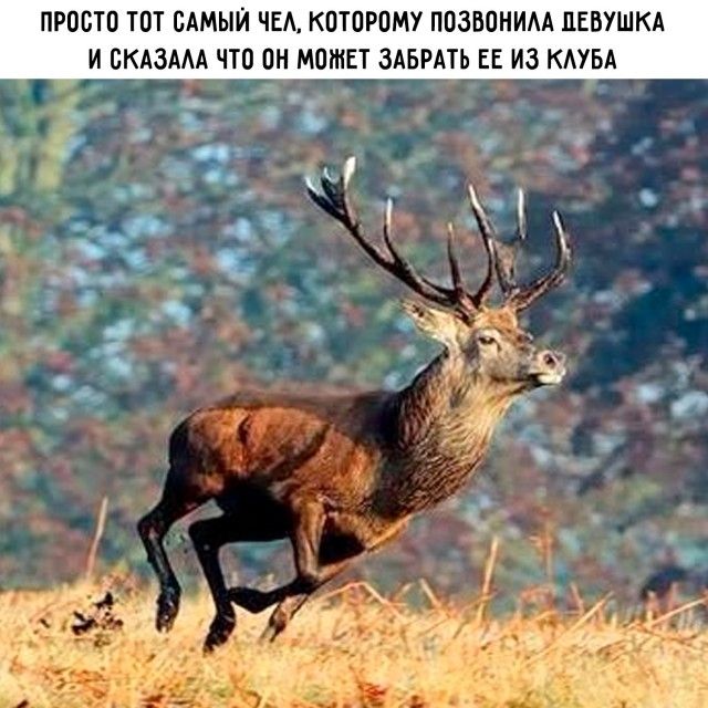 ПРОСТО ТОТ САМЫЙ ЧЕЛ, КОТОРОМУ ПОЗВОНИЛА ДЕВУШКА И СКАЗАЛА ЧТО ОН МОЖЕТ ЗАБРАТЬ ЕЕ ИЗ КЛУБА