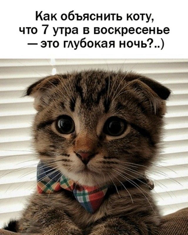 Как объяснить коту, что 7 утра в воскресенье — это глубокая ночь?..)