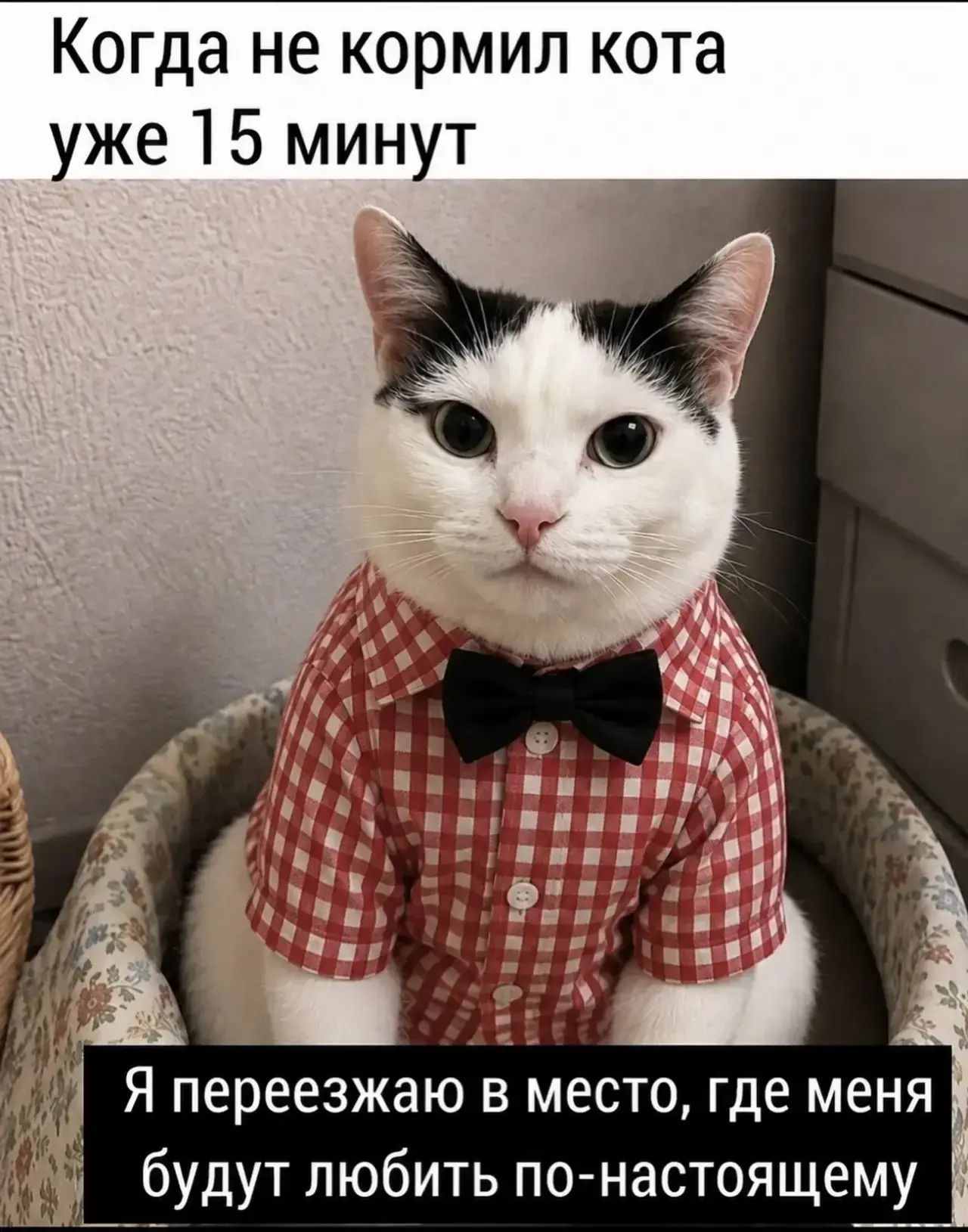Когда не кормил кота уже 15 минут. Я переезжаю в место, где меня будут любить по-настоящему